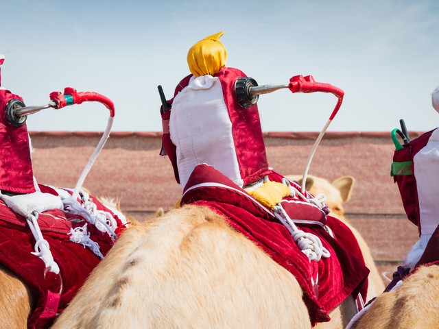 Camel racing