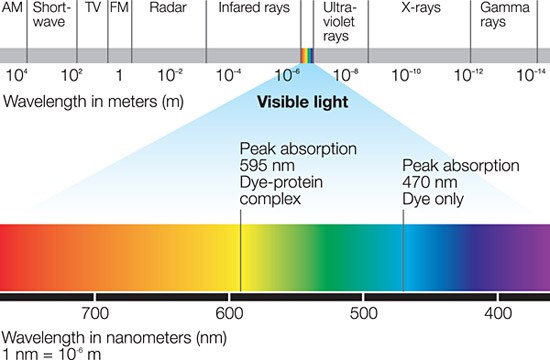 Electromagnetic spectrum highlighted where Coomassie absorbs light at 470 nanometers