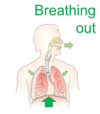  A schematic drawing of the upper part of a person. An arrow points up toward the diaphragm. Smaller arrows point toward the lungs. An arrow points away from the mouth and nose. 