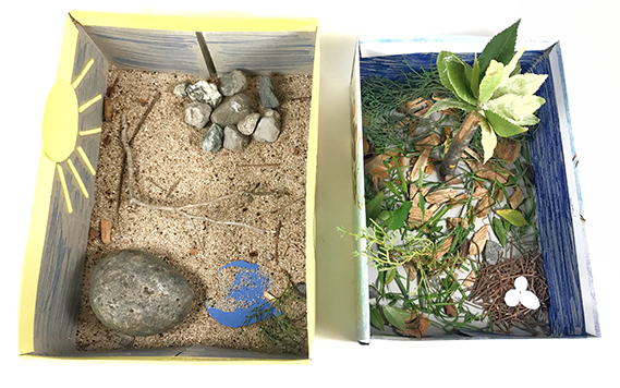 Two shoebox habitats from student activity