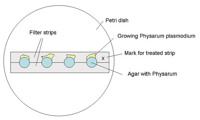 Two filter strips are placed in a petri dish with four cultures placed along the length of both strips
