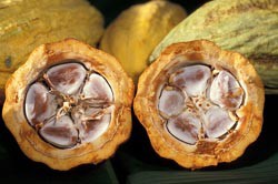 cacao-pod-250.jpg