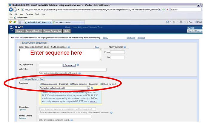 Screenshot of a nucleotide BLAST search box on the website ncbi.nlm.nih.gov