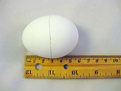 An egg with a pencil mark drawn around its widest point rests next to a ruler