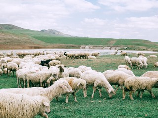 sheep grazing