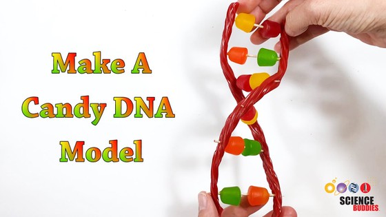 Candy DNA model twisted to form double helix
