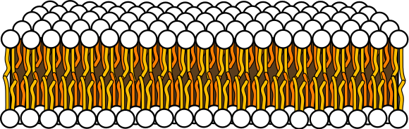 Schematic diagram of a lipid bilayer showing two layers of lipid molecules that face their circular head to the outside and their tails to the inside. 