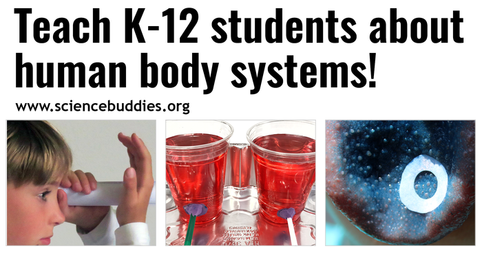 19 Science Lessons About Human Body Systems