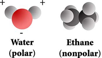 Drawing of a polar water molecule next to a nonpolar ethane molecule