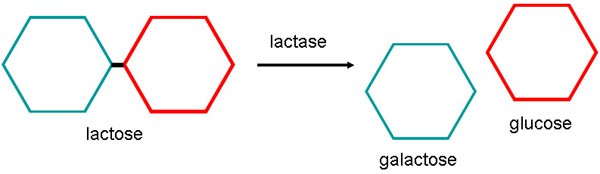 Diagram shows lactase breaking down lactose into galactose and glucose