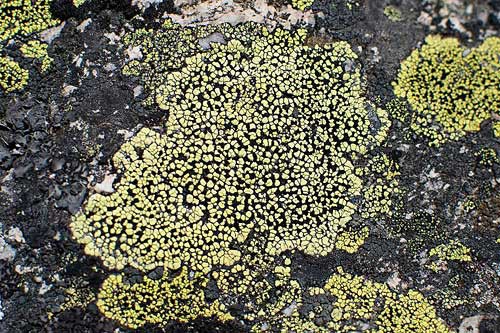 An image of Map Lichen