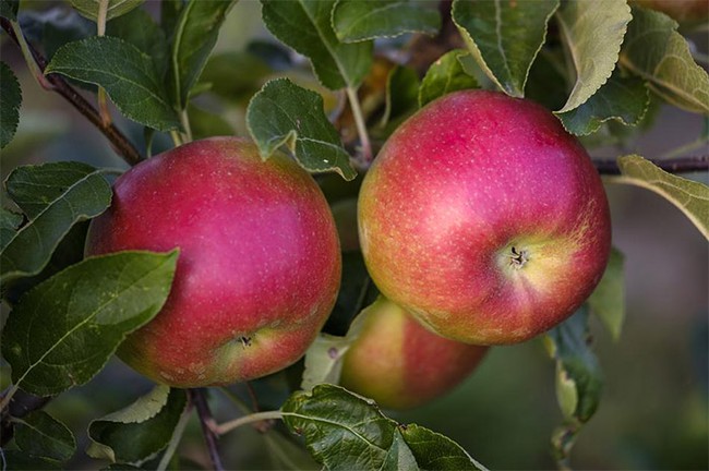 Two sweet apples hanging from an apple tree branch.