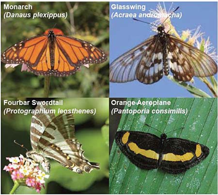 Four photos of four different butterfly species