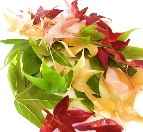 Red, green and yellow leaves are picked and piled on top of each other