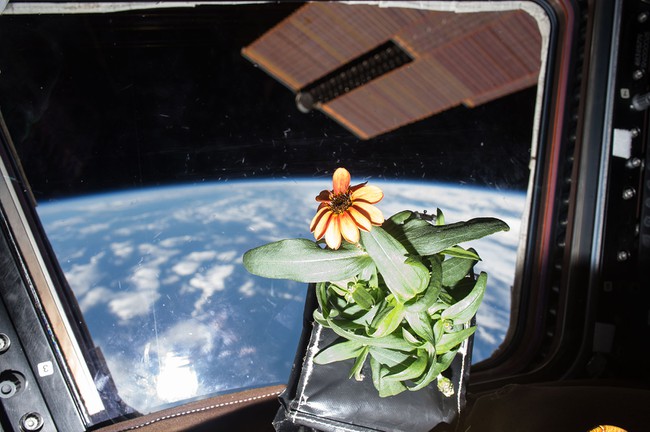 A flower in front of a window on the international space station, with the station's solar panels and the Earth visible out the window. 