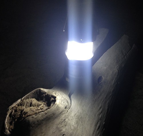 A white light illuminates a tree trunk in the dark