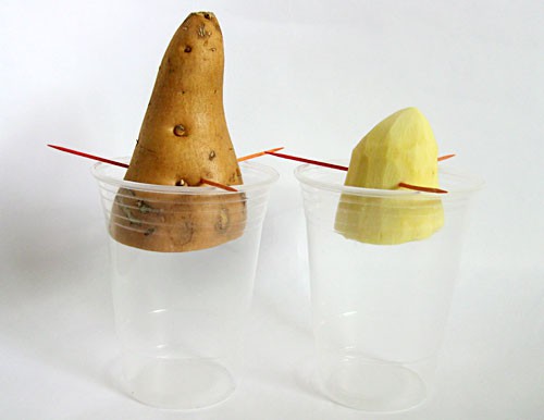 Peeled half and unpeeled half of a sweet potato are skewered with toothpicks and placed over two separate cups