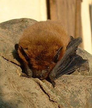 A bat with brown fur