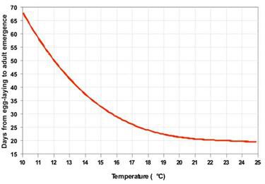 Graph of the effect of temperature on the rate of fly development