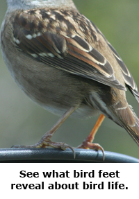 2014 Summer Science Guide: Bird Feet Science Project