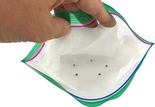 Plant seeds in a plastic bag
