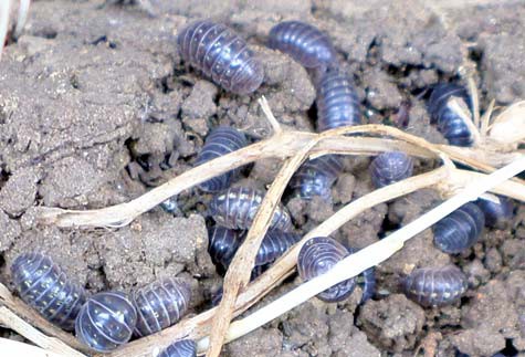 Pill bugs walking on soil