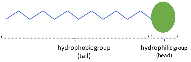 Diagram of a surfactant shows a hydrophilic head and a hydrophobic tail resembling a sideways pin