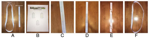 dna strand