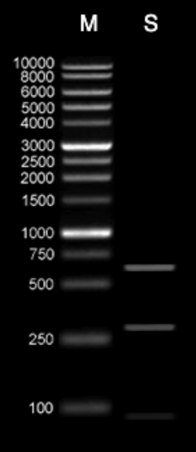 Screenshot of DNA gel