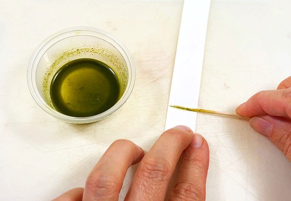 A person is holding a toothpick and is painting green leaf extract onto a pencil line on a paper strip.