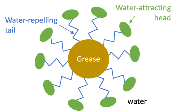 Schematic view of a grease particle trapped by surfactant molecules. 