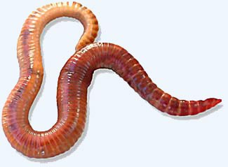 Photo of a red wiggler, a type of worm