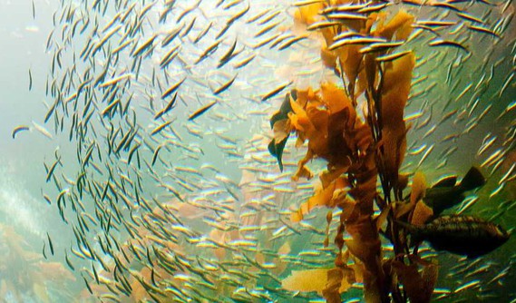 kelp forest, giant kelp forest, fish in kelp