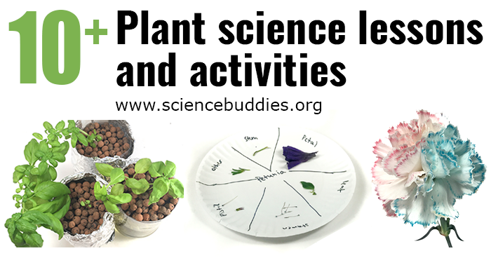 10+ Activities and Lessons to Teach Plant Science | Science Buddies Blog