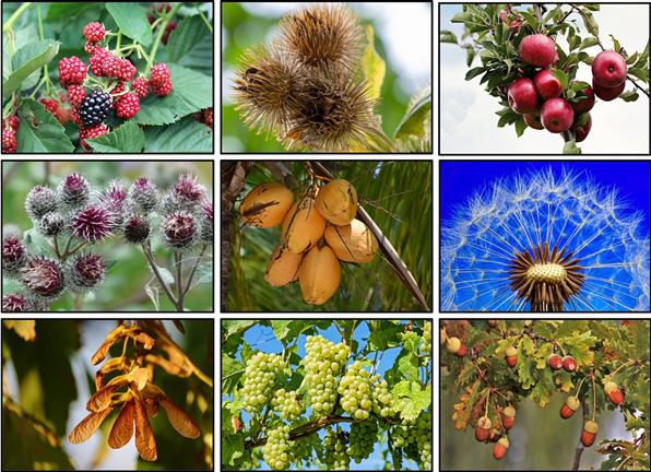 Different types of seed from various plants such as a raspberry bush, acorn tree, coconut tree, dandelion, maple tree, or grape vines.