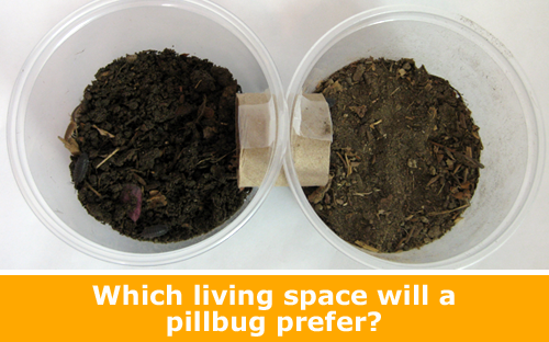 Zoology science experiment on habitats and environments for pillbug or sowbug / Hand-on science STEM experiment