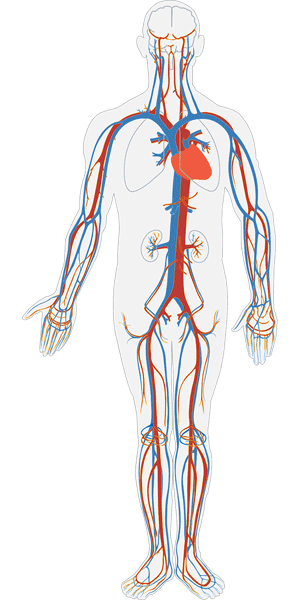 Drawing of the human body with the circulatory system outlined in red and blue