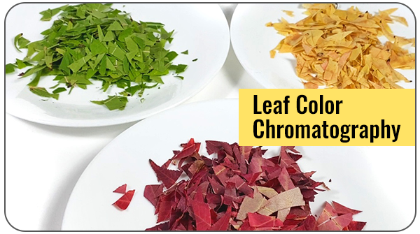 Three dishes of colorful leaves that have been cut up in preparation for paper chromatography