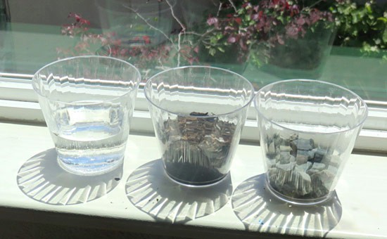 Three cups filled with water, soil and rocks sit on a window sill in direct sunlight
