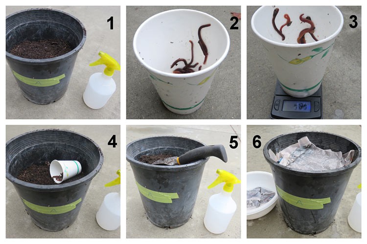 Six images show the process of adding worms to a composting pot