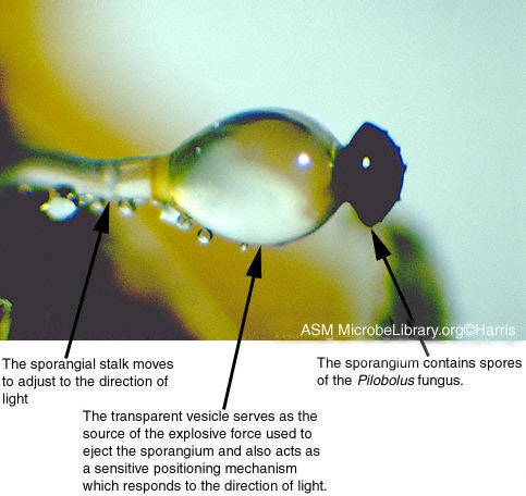 Photo of the spore sac of the fungi Pilbolus