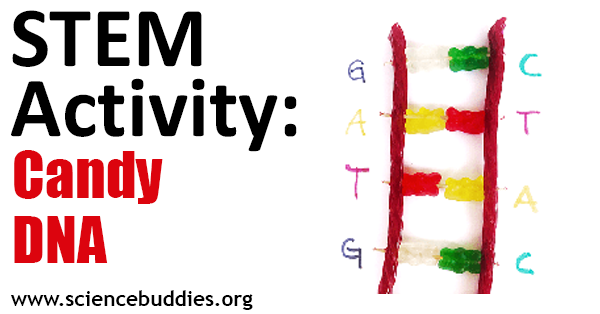 DNA model made from candy for science activity