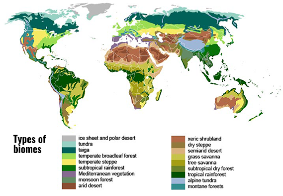 Map showing distribution of terrestrial biomes. (Wikimedia, 2007.)