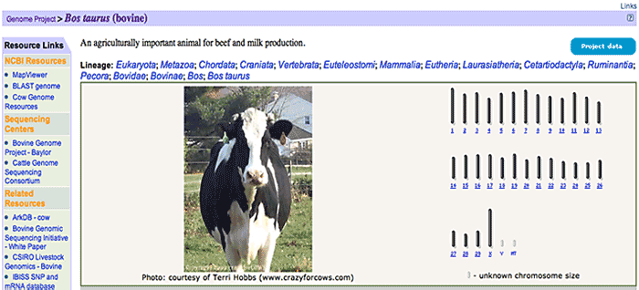 A cow and information about it's DNA