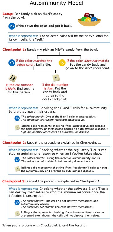 Flowchart for testing the autoimmunity model using M&M candies