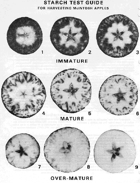 A starch test guide shows immature, mature and over-mature samples of apple starch