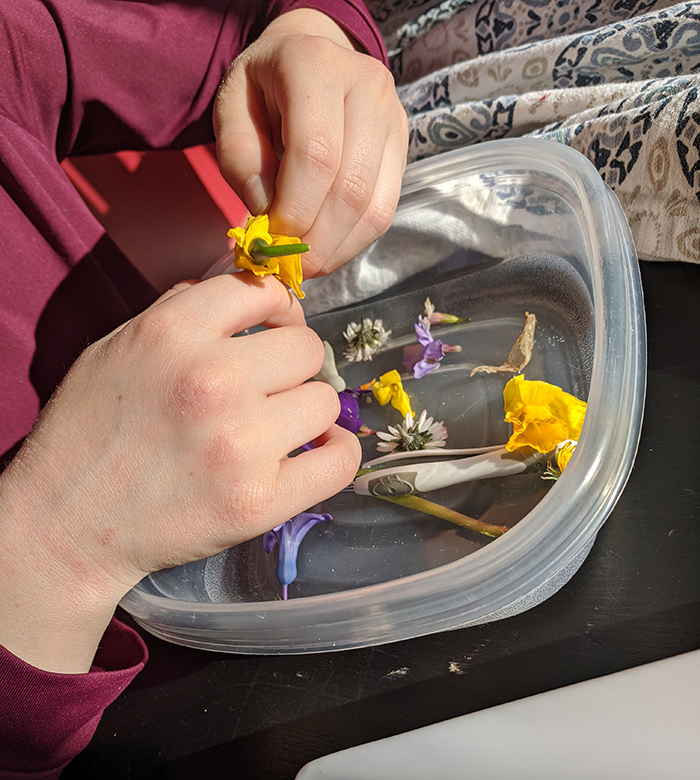 Student dissecting flowers with fingers