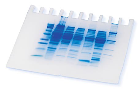 Blue bands form a distinct pattern on a gel sheet