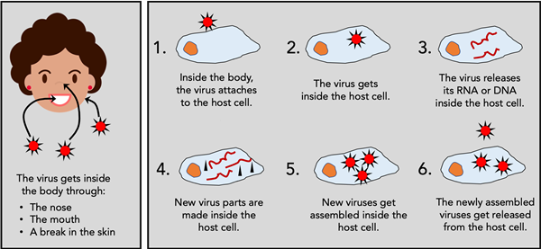 Diagram of how viruses get inside the human body, enter cells, and replicate.