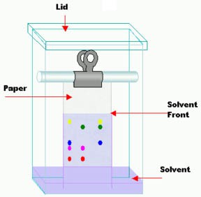 Diagram of a homemade paper chromatography testing box